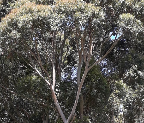 Eucalyptus saligna