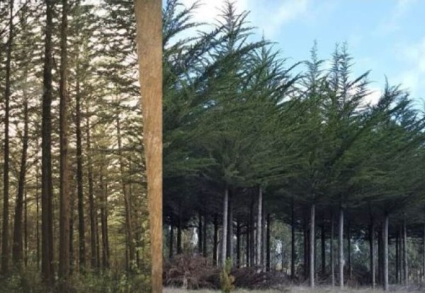 Cypresses