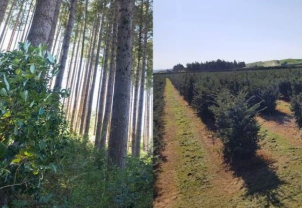 Douglas fir