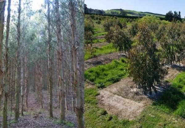 Eucalyptus