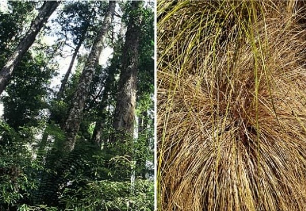 NativeTreesGrasses