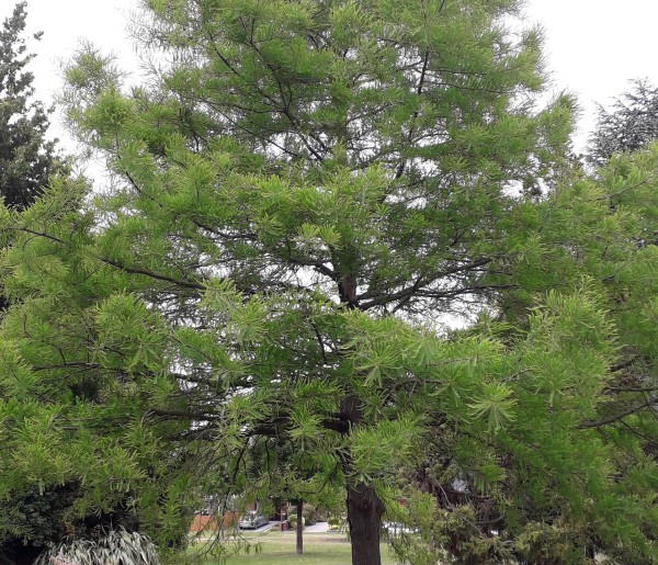 Taxodium distichum(2)